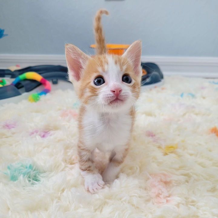 sweet ginger kitten leg