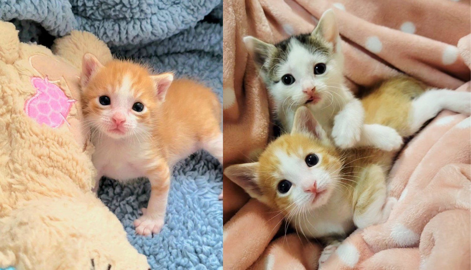 Kitten Gets His Leg Fixed Then Goes on to Find Another Kitten Who Makes Him Feel Whole