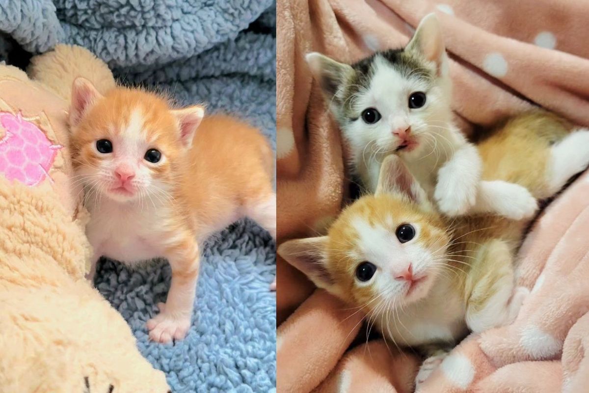 Kitten Gets His Leg Fixed Then Goes on to Find Another Kitten Who Makes Him Feel Whole