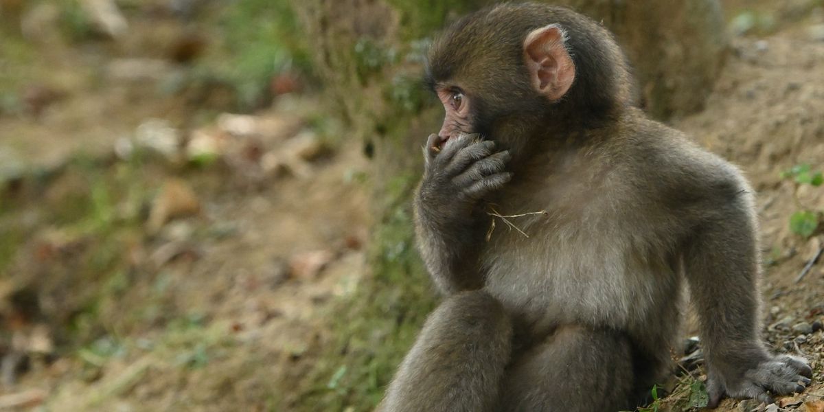 A baby chimpanzee looks in shock with their hand over their mouth