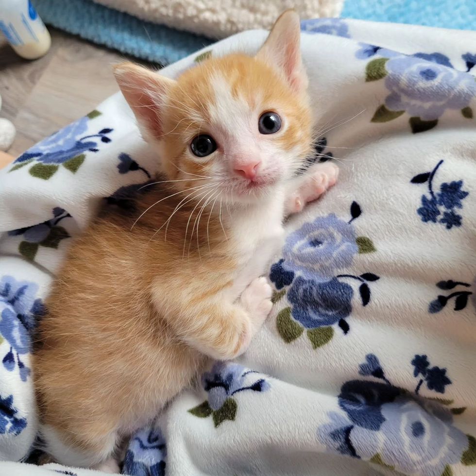 cute ginger kitten tabby
