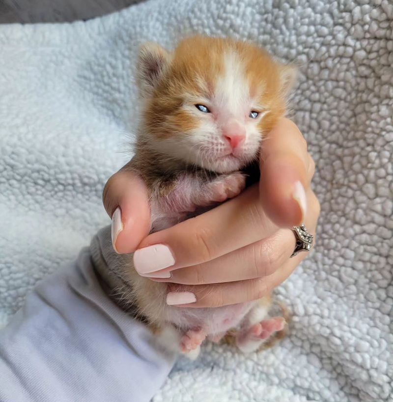 palm sized kitten