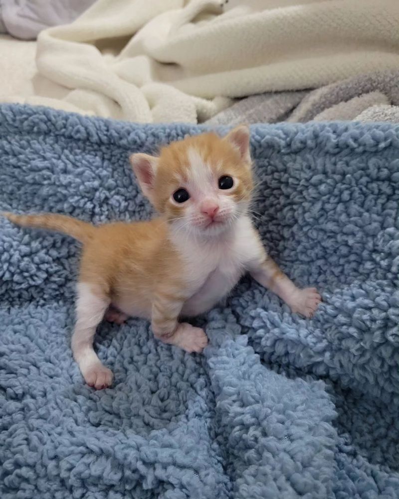 sweet tabby ginger kitten