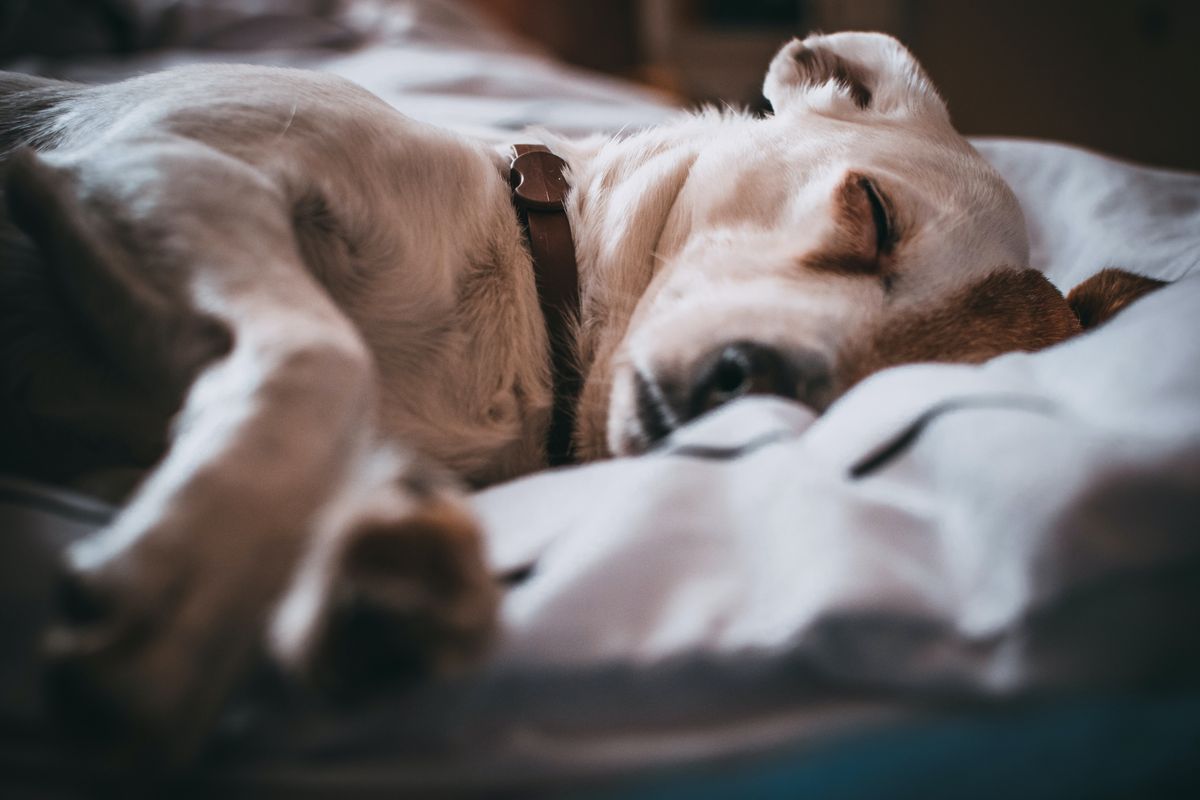 sleeping dog, dog research, hungary
