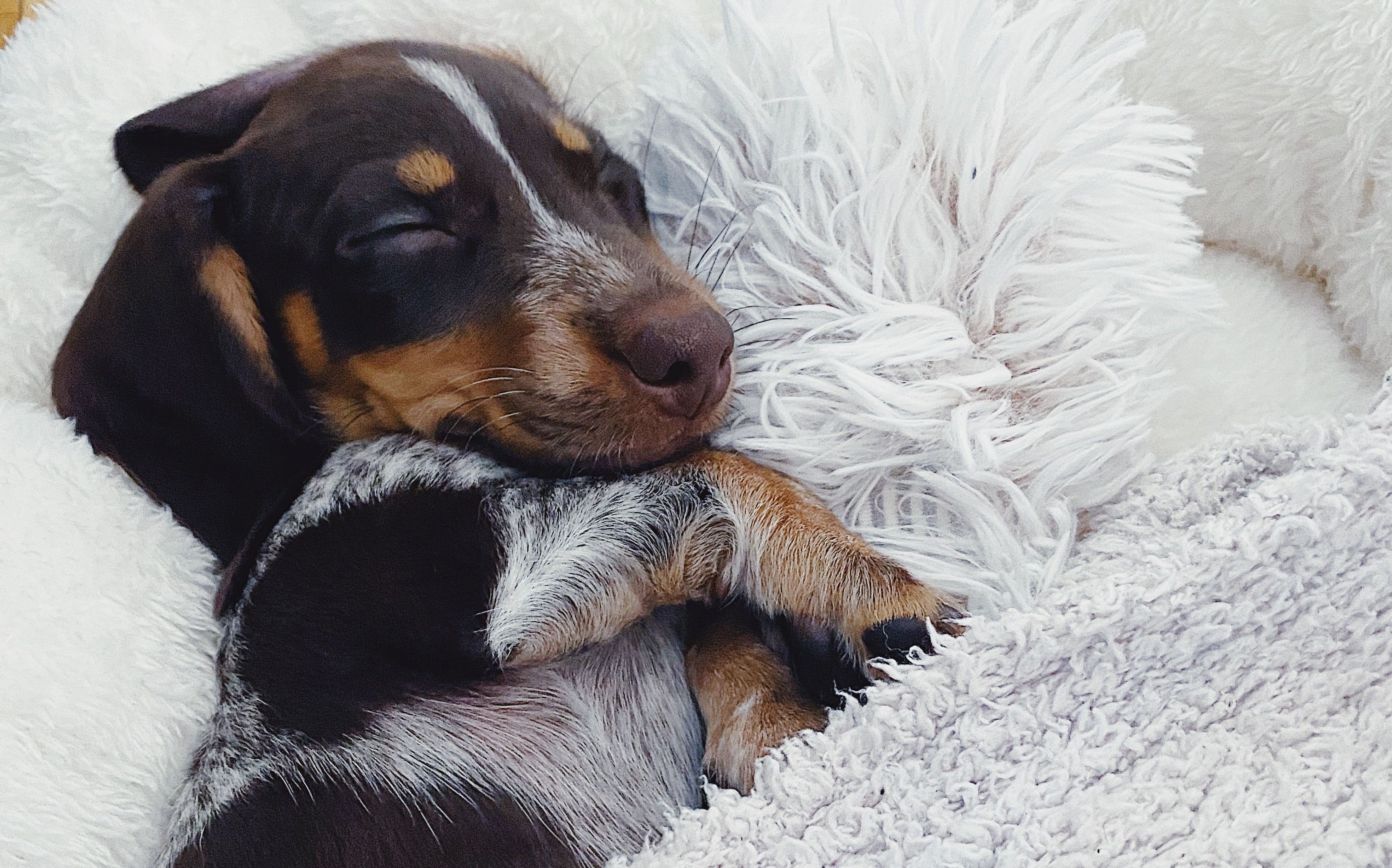 sleepy puppy, dog research, sleeping dog.