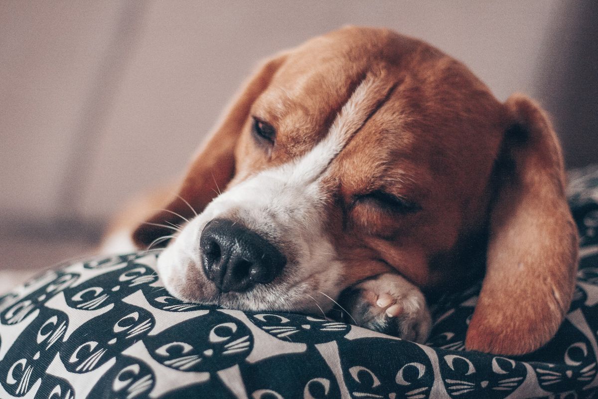 sleepy dogs, dog sleep study, puppy