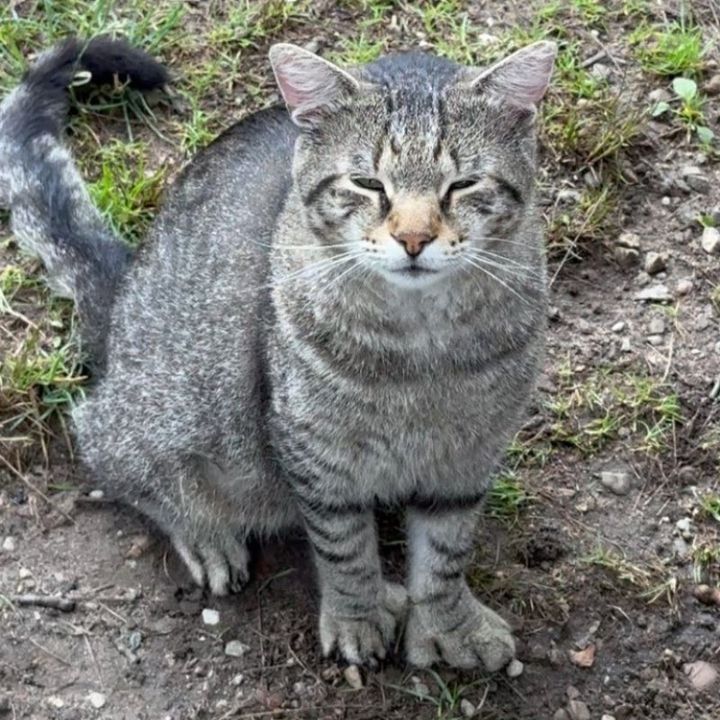 stray tabby cat extra toes