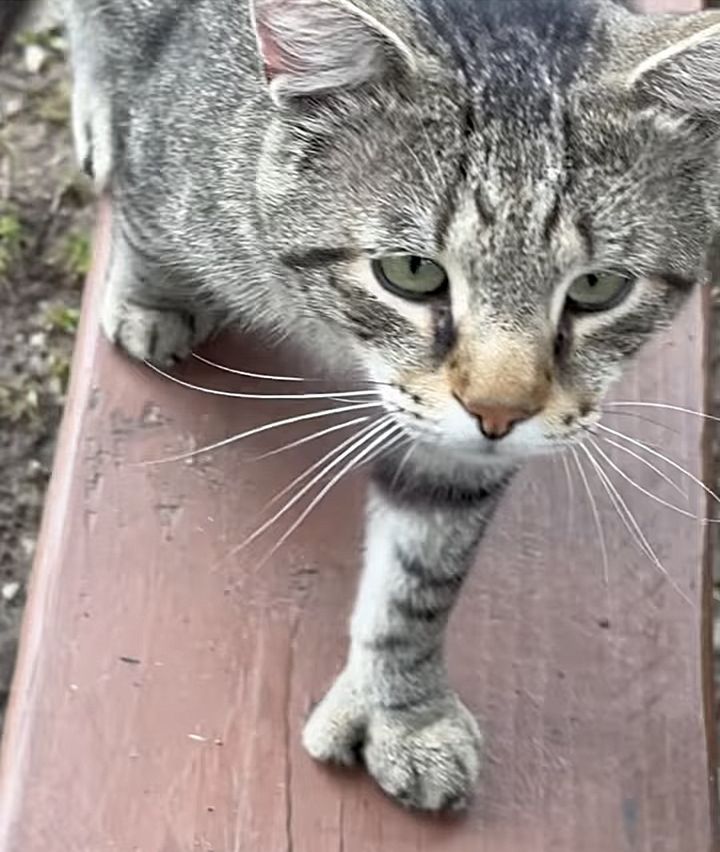 sweet friendly stray cat