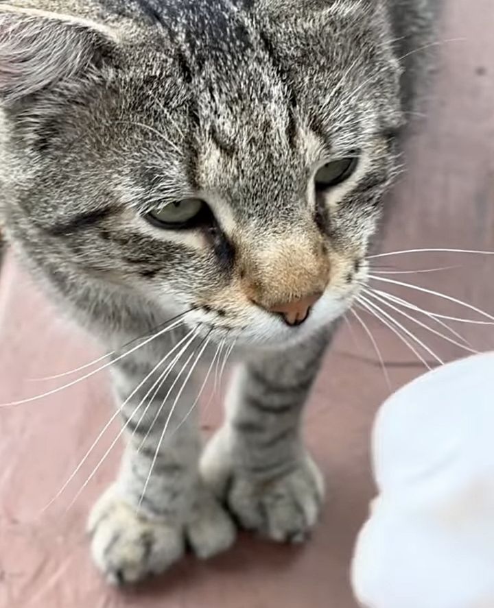 tabby cat extra toes