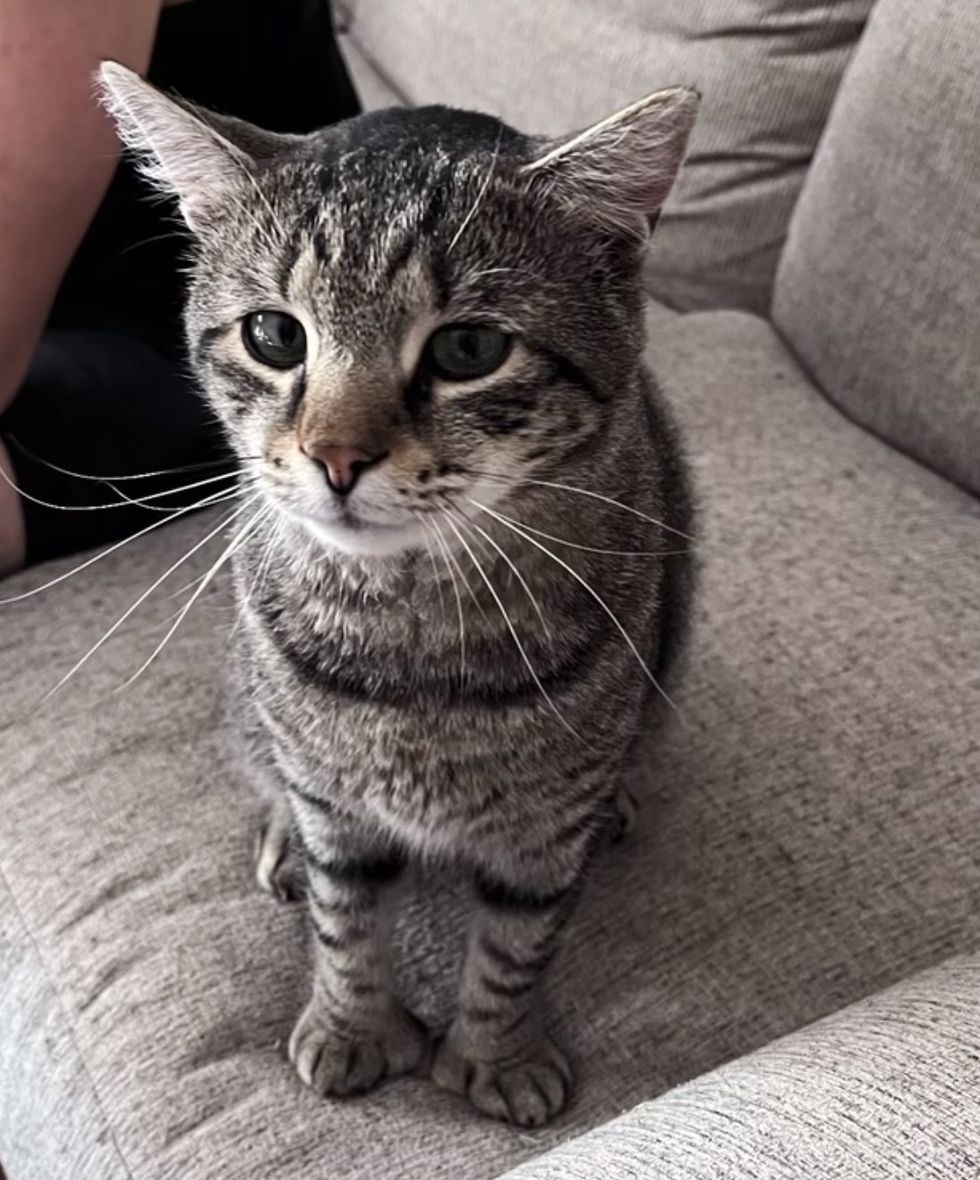 tabby cat couch