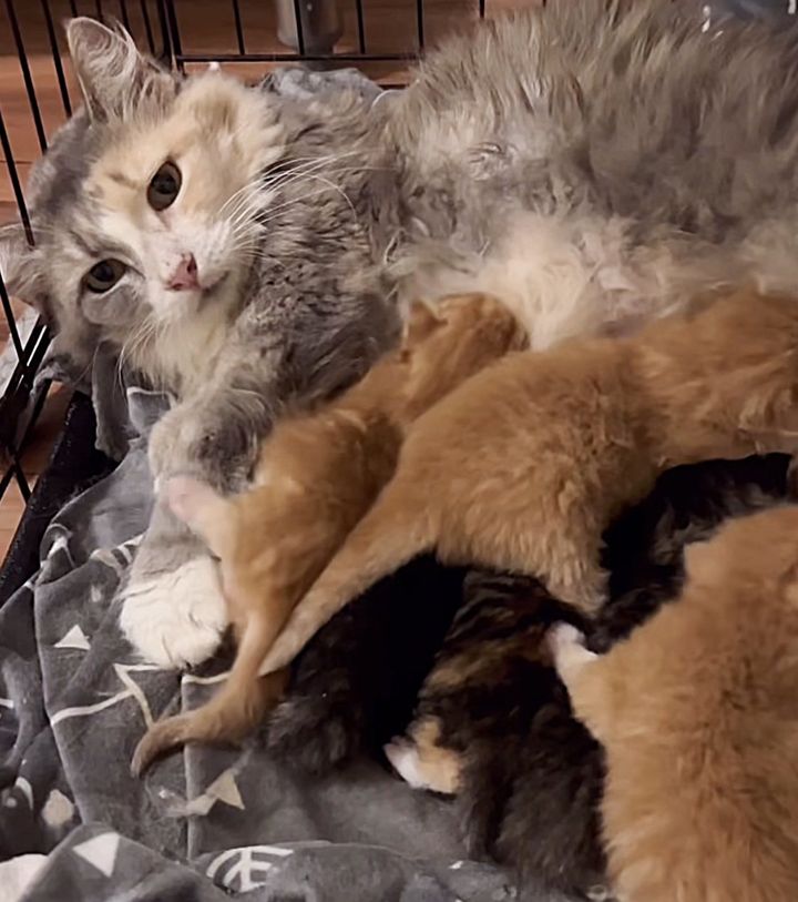 cat mom nursing kittens