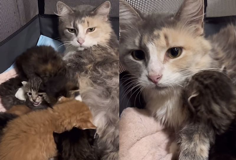 cat mom nursing kittens