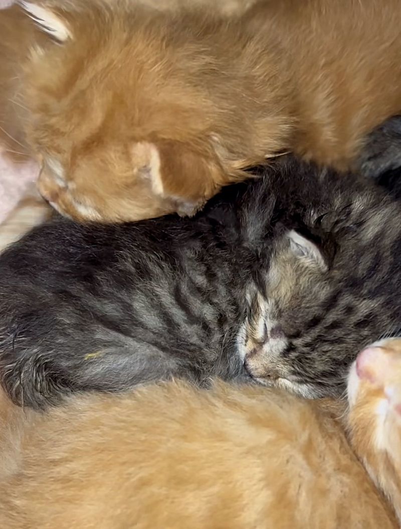 snuggling kittens