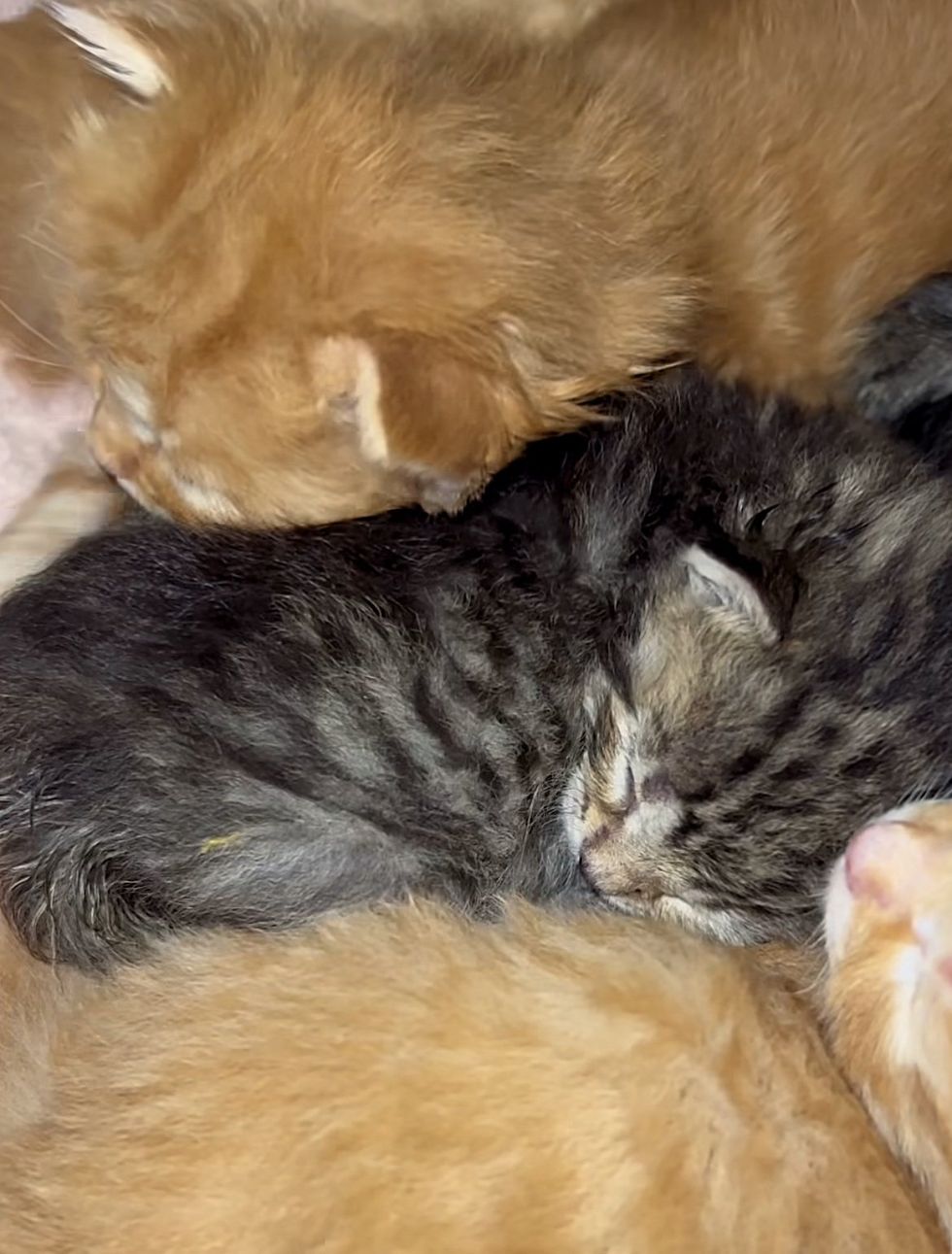snuggling kittens