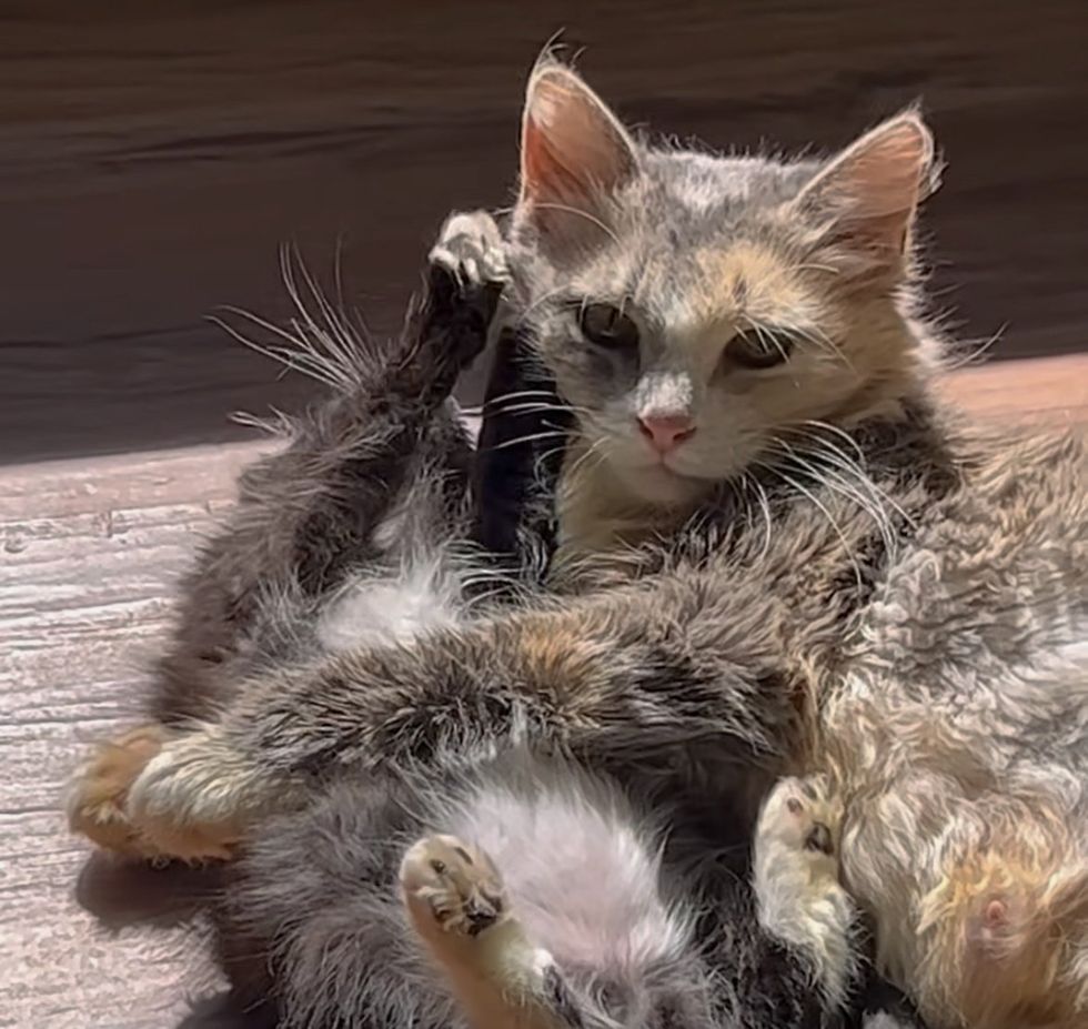 sweet cat hugs kitten