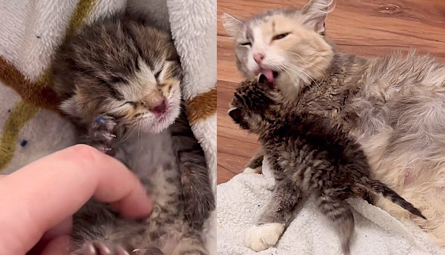 Kitten Crying All Night Outside Finds a New Cat Mom One Day, It Changes Everything for Her