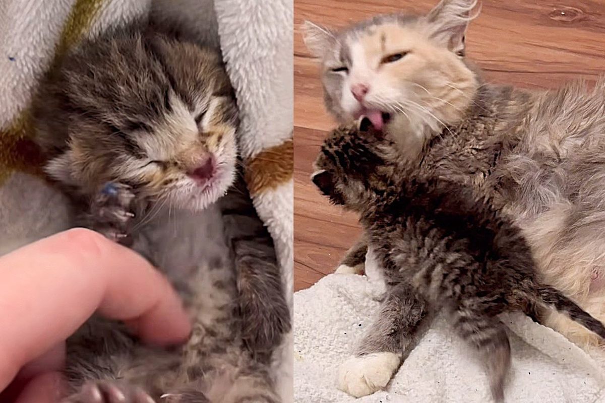 Kitten Crying All Night Outside Finds a New Cat Mom One Day, It Changes Everything for Her