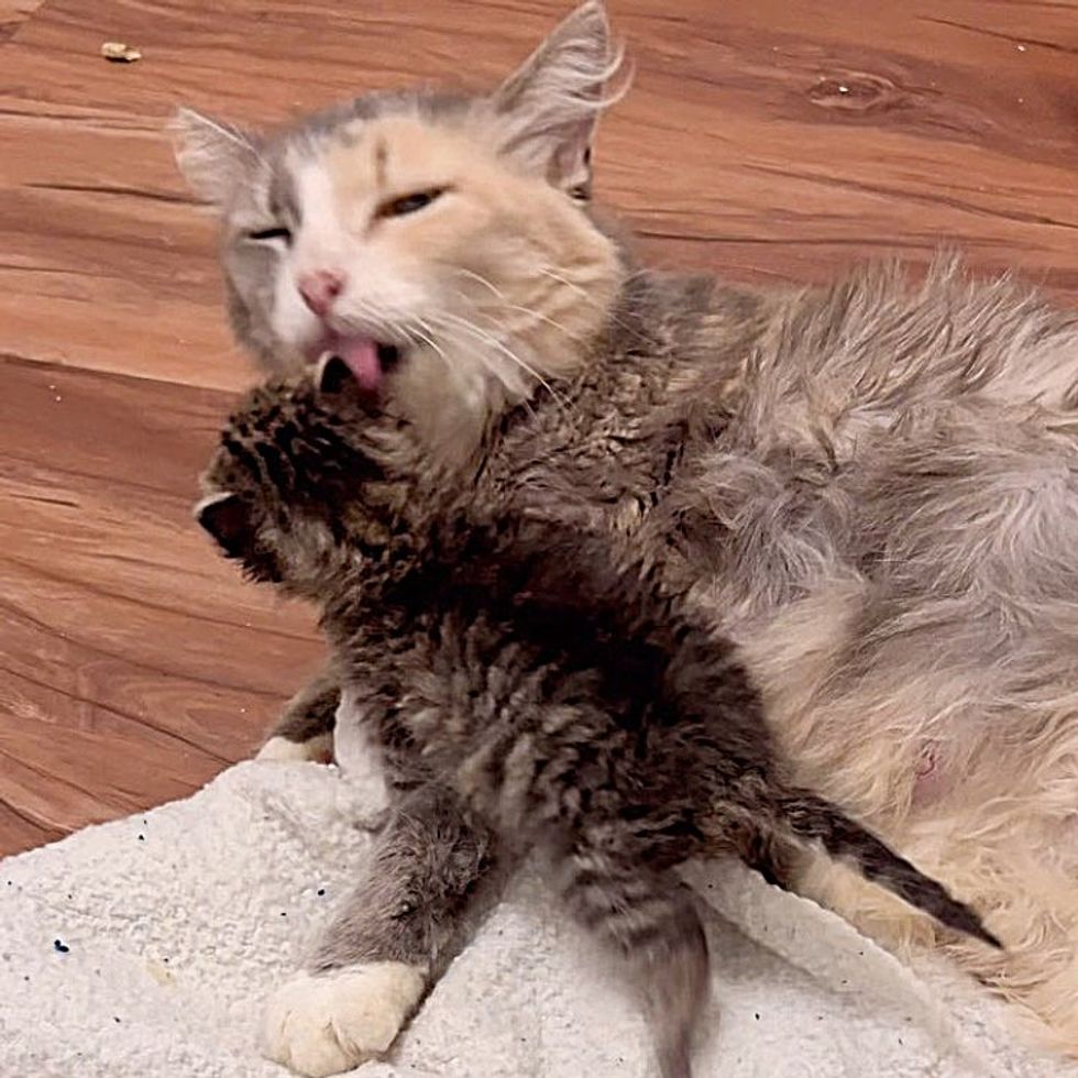 cat cleaning kitten
