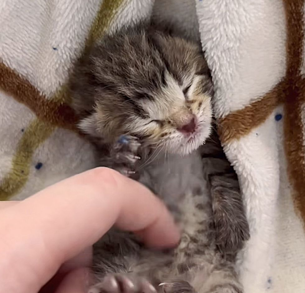 tiny tabby kitten