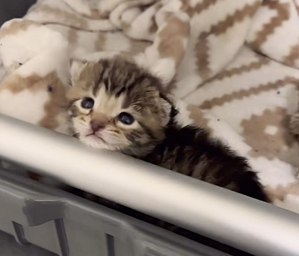 tiny kitten incubator