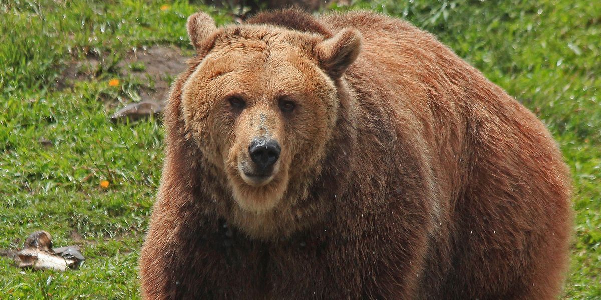 NextImg:Navy veteran has jaw torn off during bear attack — but manages to keep his sense of humor