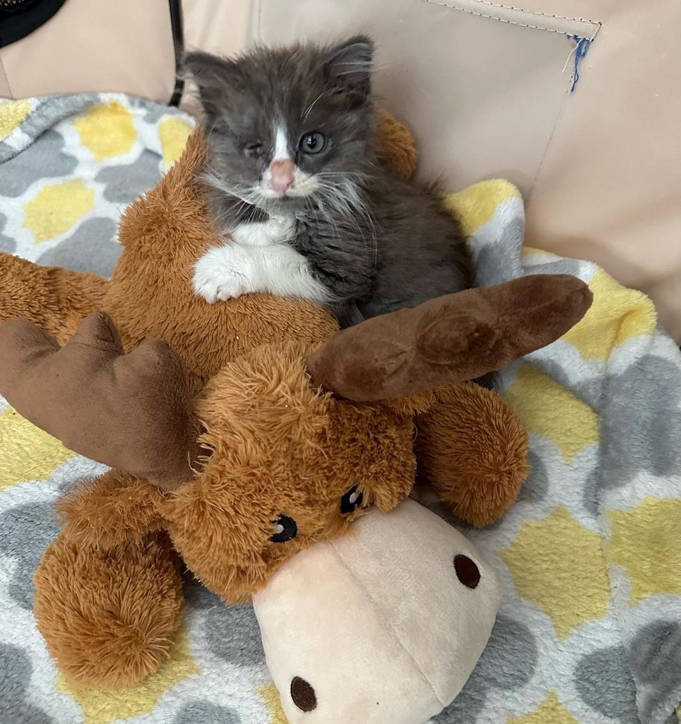 sweet kitten snuggle toy