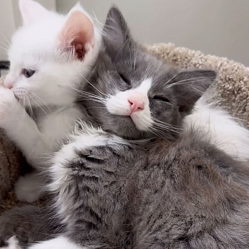 cute kittens snuggling