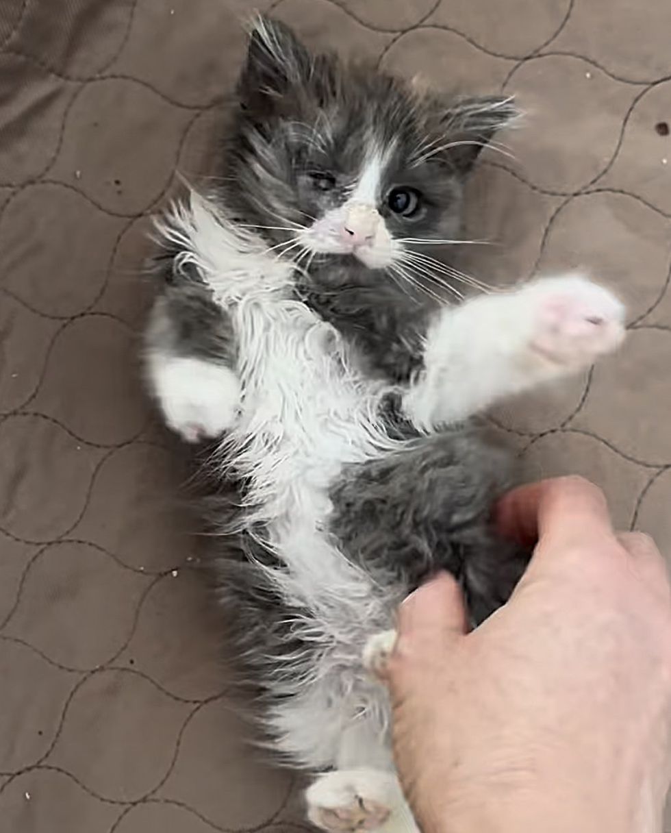 sweet kitten belly rubs