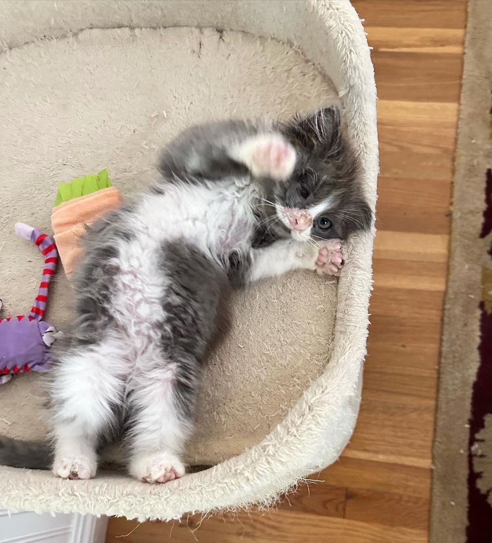 sweet kitten playful