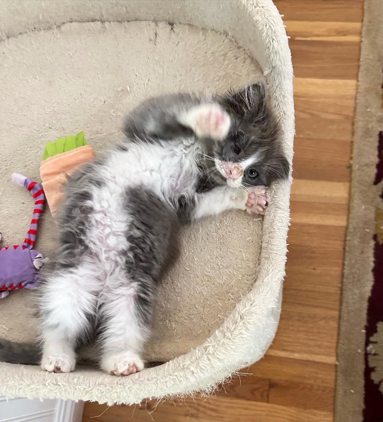 Kitten Purrs Constantly After Being Saved And Starts Helping Other Cats ...