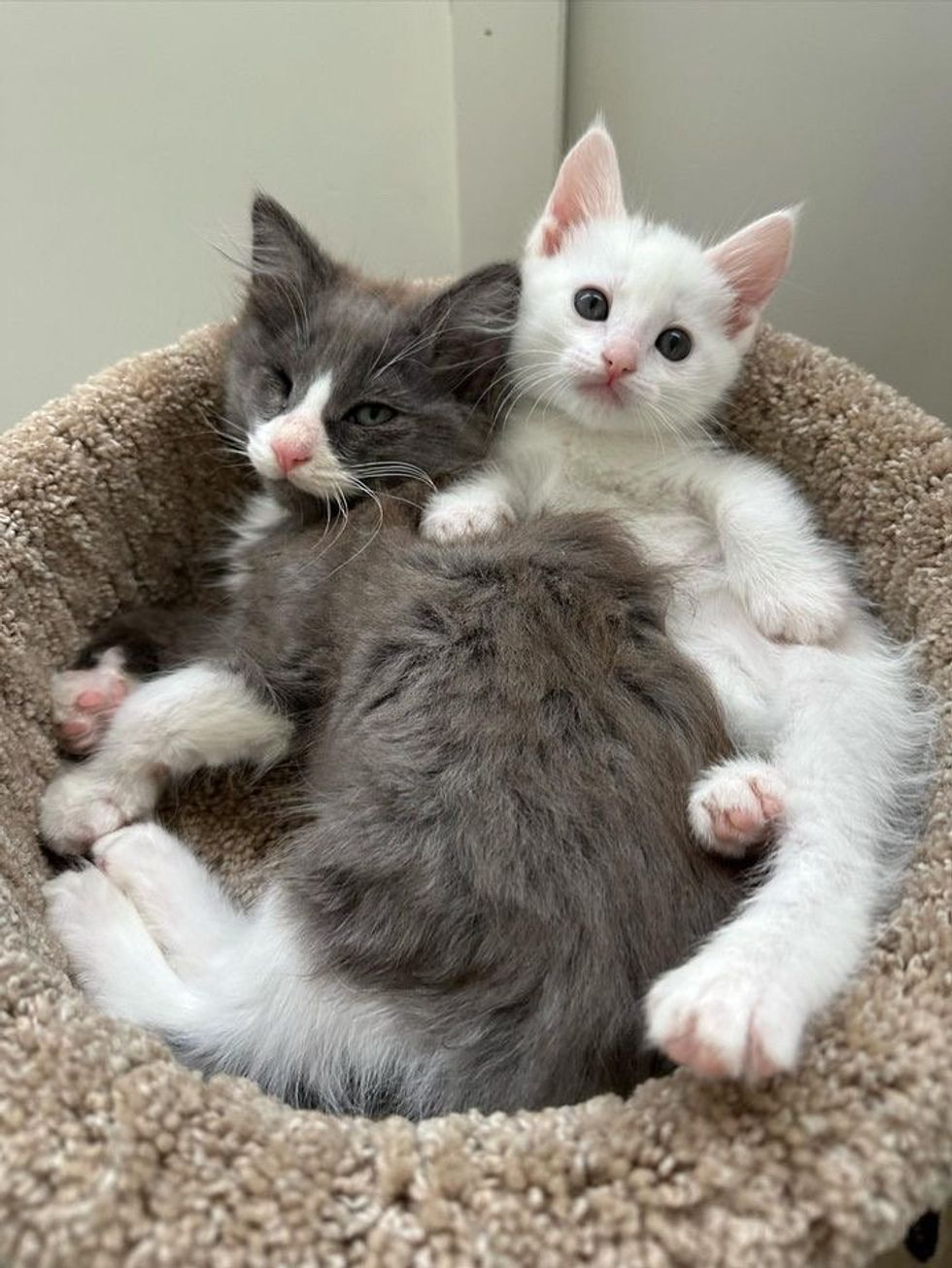 kitten snuggle friends