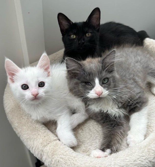 kittens snuggly friends