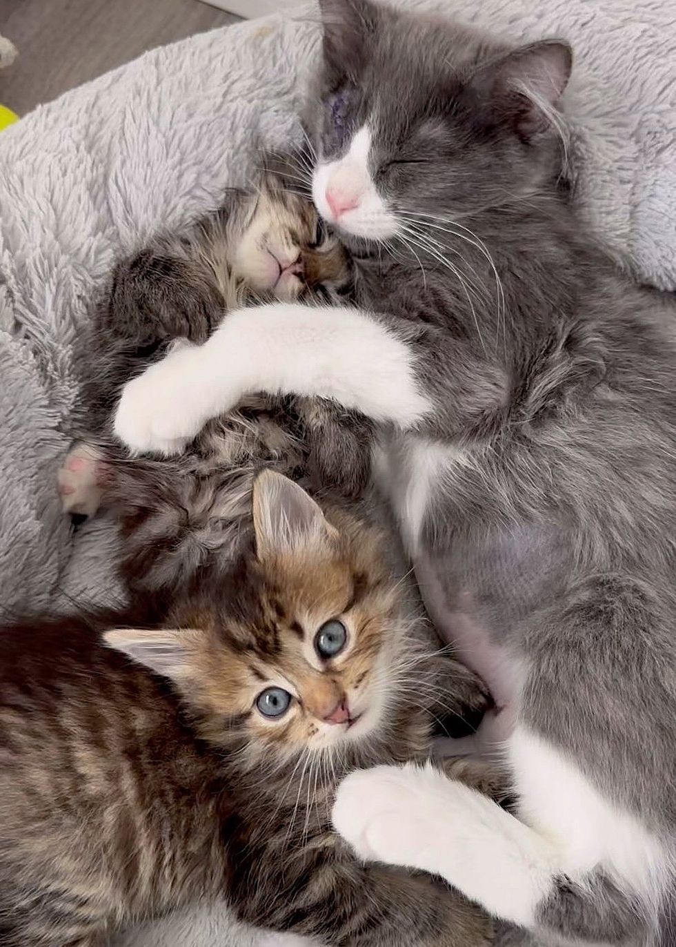snuggle cuddle kittens cats