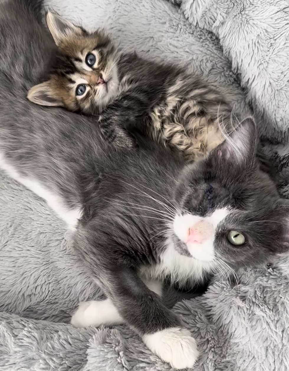 sweet cat kitten snuggles