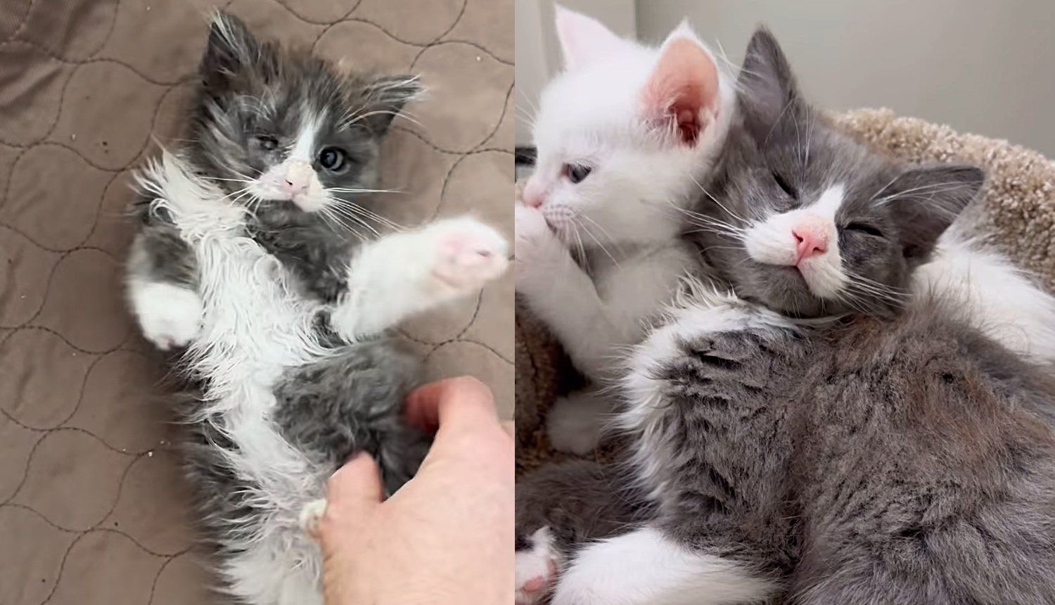 Kitten Purrs Constantly After Being Saved and Starts Helping Other Cats in the Sweetest Way