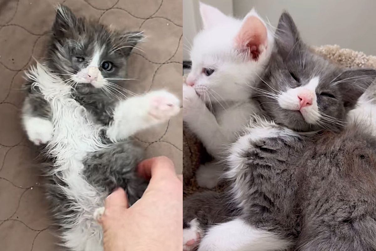 Kitten Purrs Constantly After Being Saved and Starts Helping Other Cats in the Sweetest Way