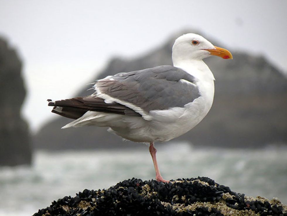 Living on Earth: Beyond the Headlines