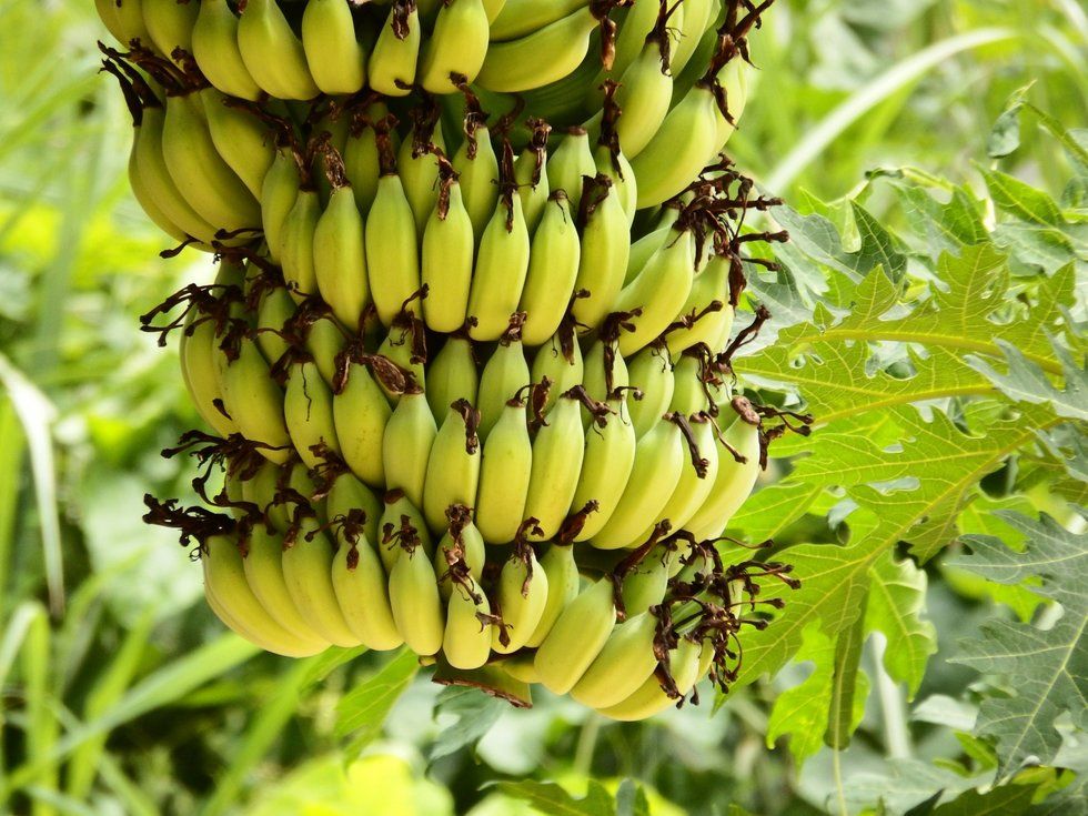 21 Fun Facts About Bananas
