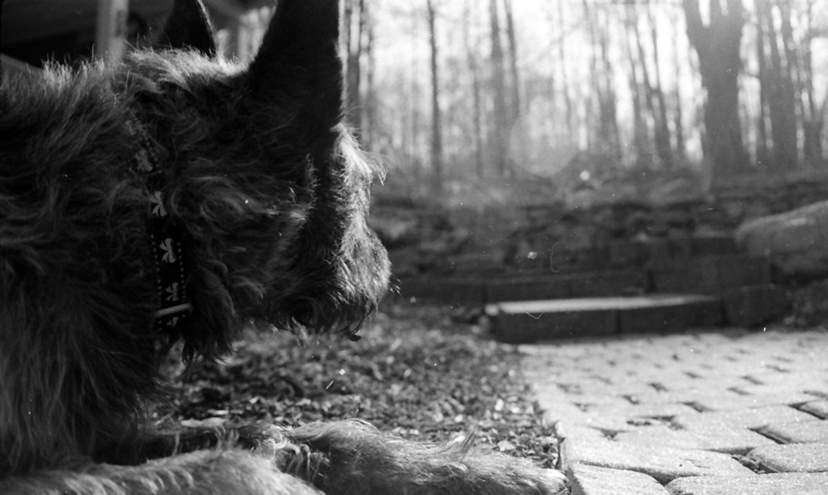 Why Don't Dogs Live As Long As Humans?