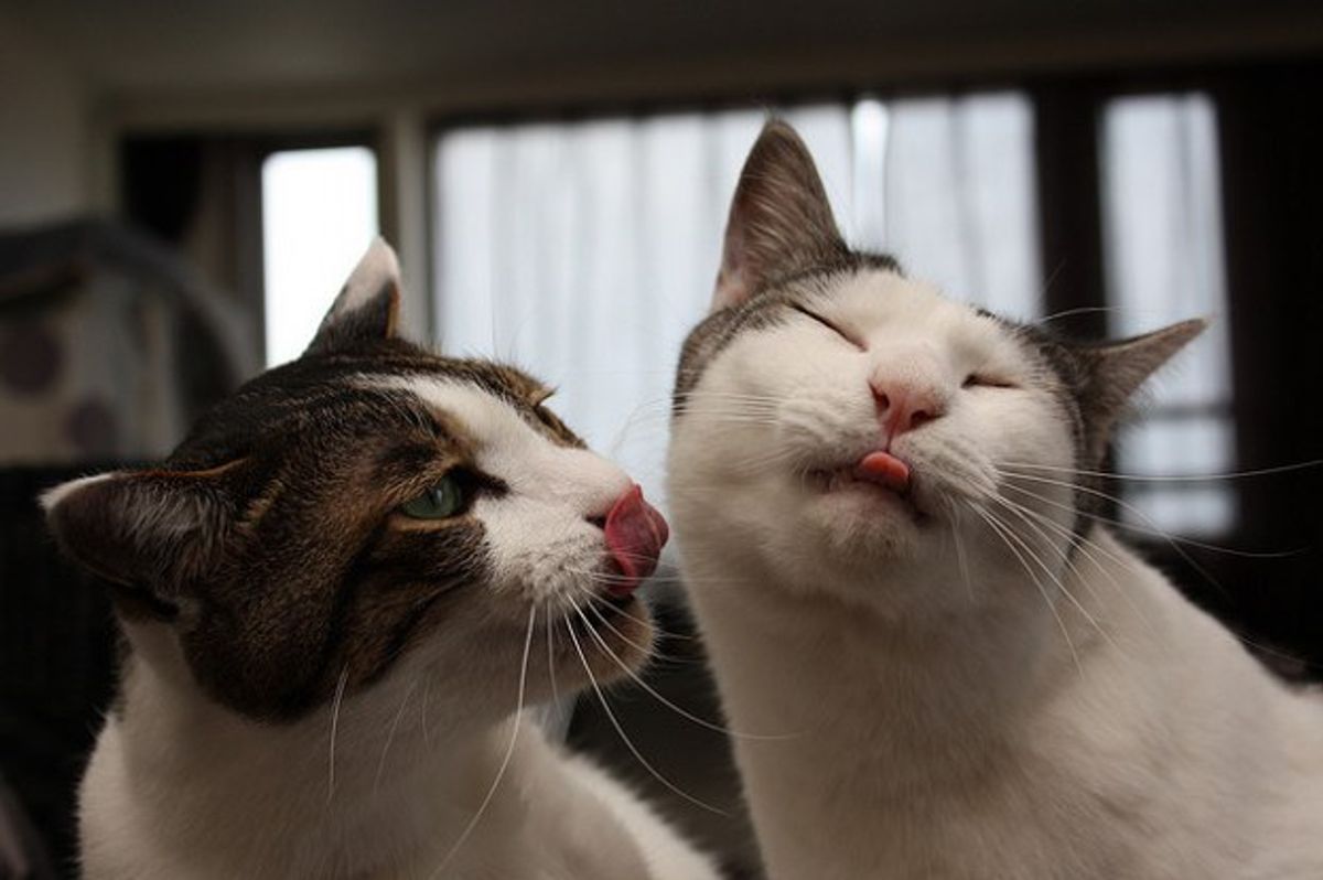 The Best Things Come In Pairs Why You Should Get Another Cat