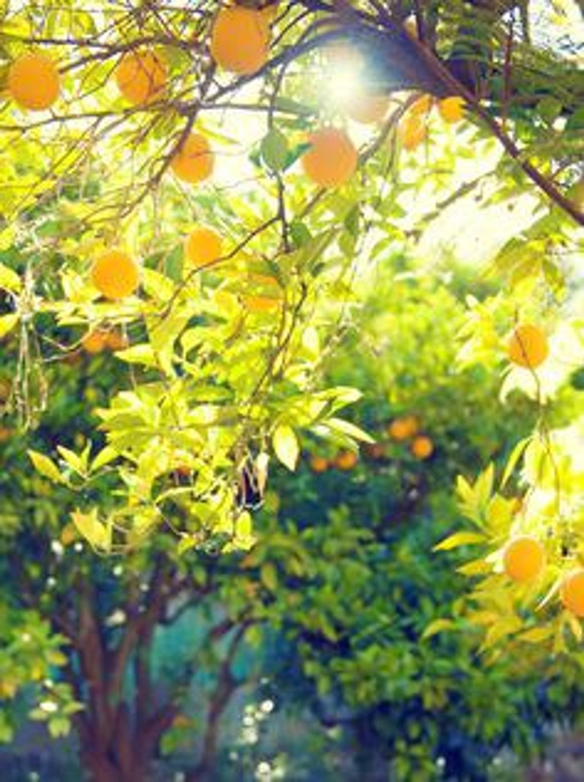 When Life Gives You A Lemon Tree...