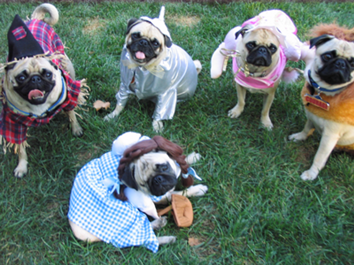 12 Reasons Pugs Are The Best