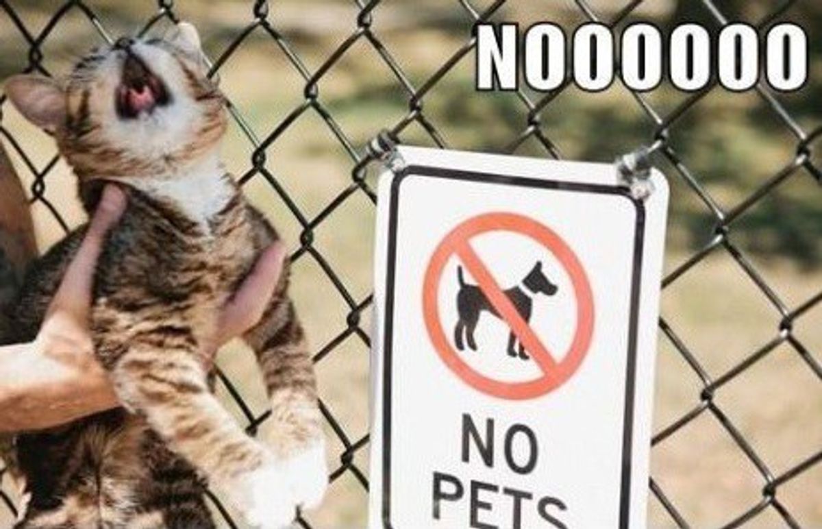 Six Ways To Get Around The Rule Of No Pets Allowed In Your Dorm
