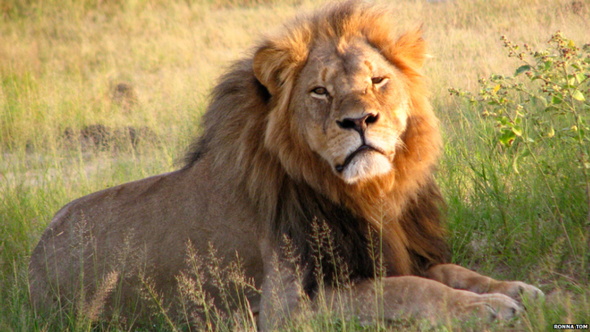 Poaching vs. Big Game Hunting And The Killing Of Cecil The Lion