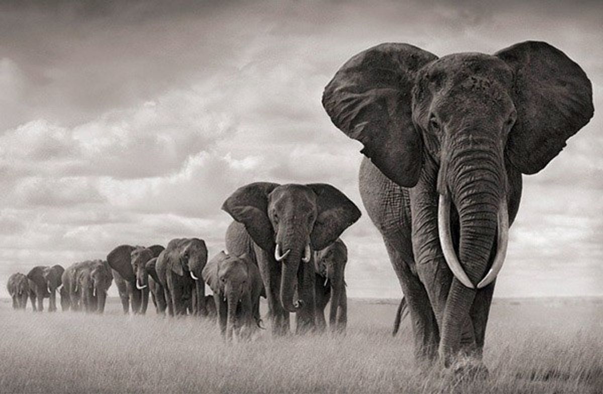 African Elephants On The Path To Extinction