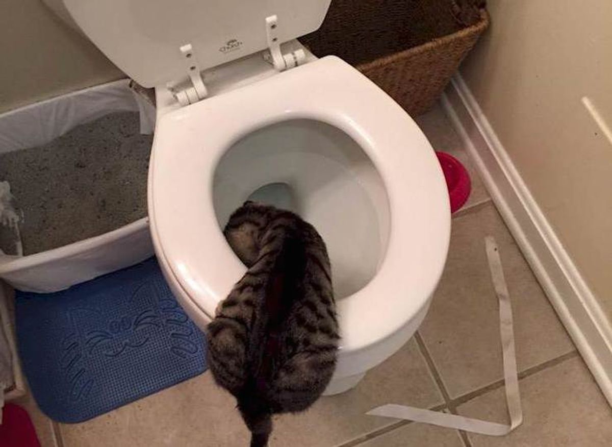Potty Training Your Cat
