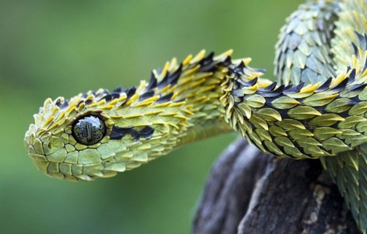 20 Of The Coolest Animal Species In The World