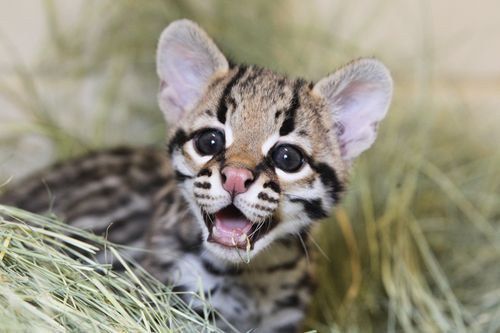 7 Adorable Animals You Have Never Heard Of Before