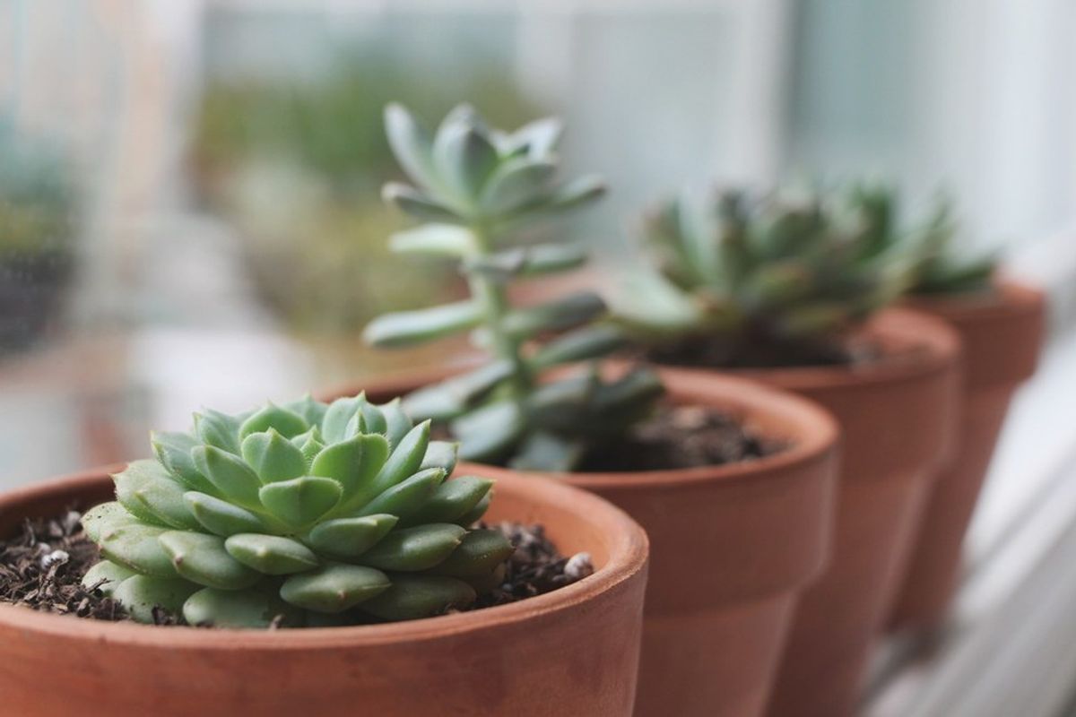 Why Caring for Plants Means Caring for Yourself