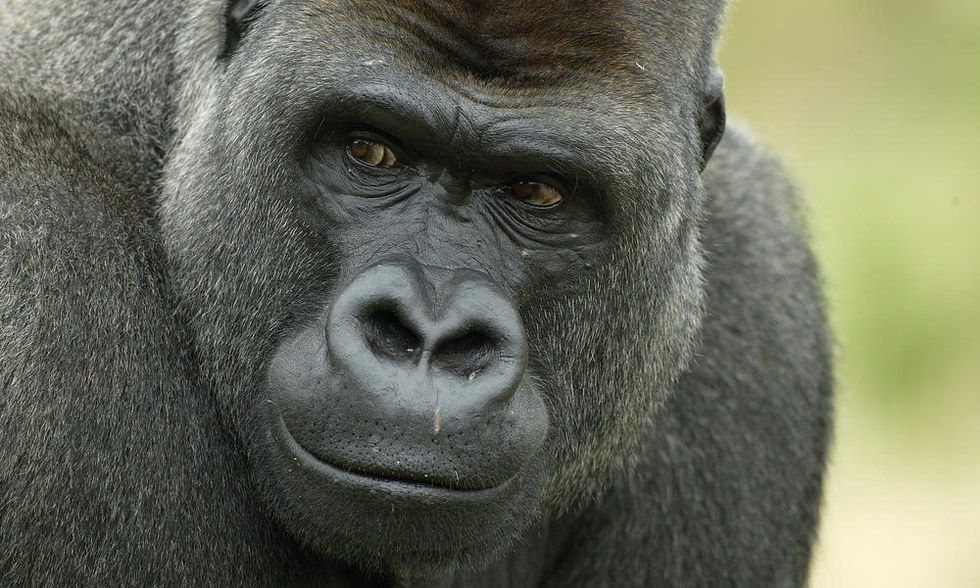 western lowland gorilla facts for kids